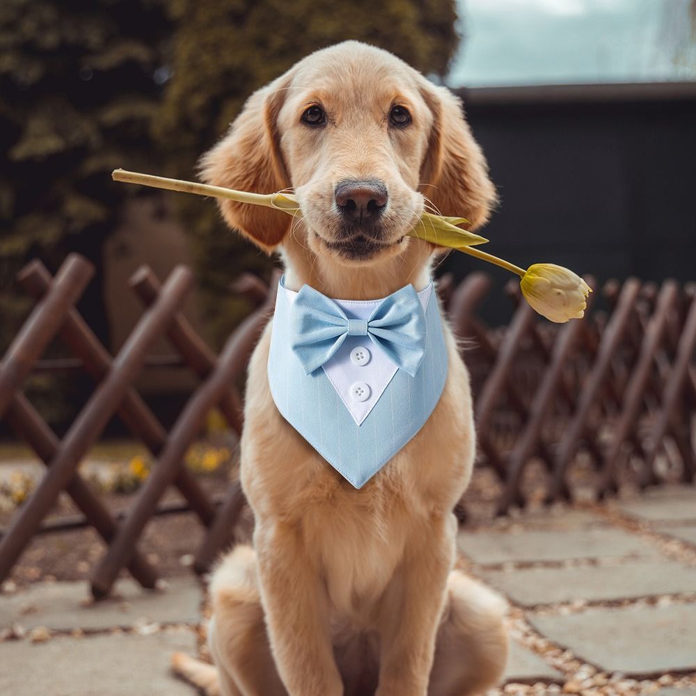 Bandana Fashion